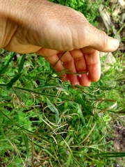 Epilobium obscurum