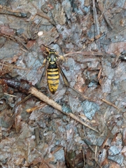 Paranthrene simulans