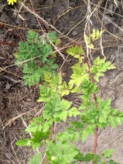 Tanacetum parthenium