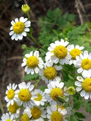 Tanacetum parthenium