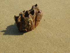 Megabalanus tintinnabulum