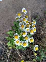 Tanacetum parthenium