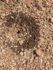 Pogonomyrmex rugosus