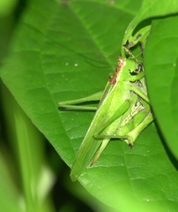 Hexacentrus unicolor