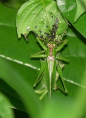 Hexacentrus unicolor