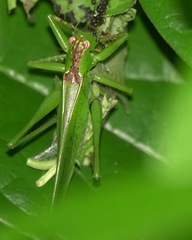 Hexacentrus unicolor