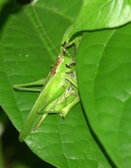 Hexacentrus unicolor