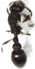 Cardiocondyla minutior