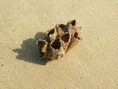 Megabalanus tintinnabulum