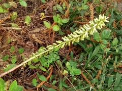 Umbilicus heylandianus