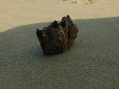 Megabalanus tintinnabulum