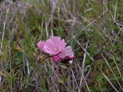 Sidalcea malviflora malviflora