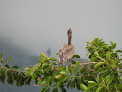 Pelecanus occidentalis