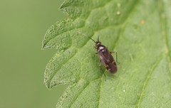 Harpocera thoracica