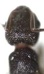 Cardiocondyla minutior