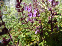 Teucrium salviastrum