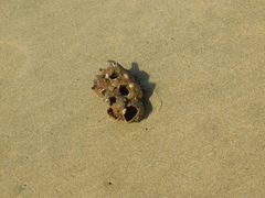 Megabalanus tintinnabulum