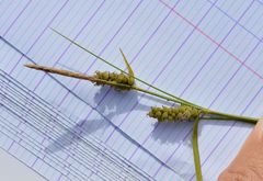 Carex tomentosa