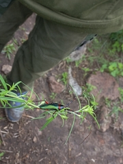 Stenaspis verticalis