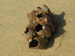 Megabalanus tintinnabulum