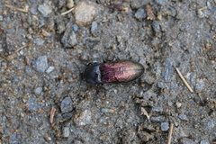 Selatosomus confluens