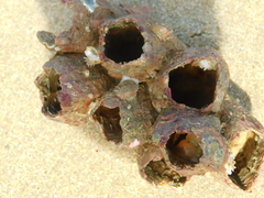 Megabalanus tintinnabulum