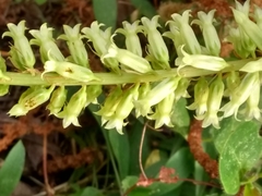 Umbilicus heylandianus