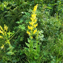 Verbascum pyramidatum