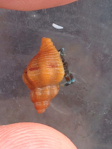 Dim Rocksnail