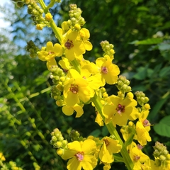Verbascum pyramidatum