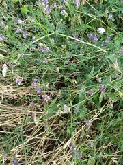 Medicago sativa