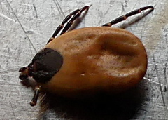 Hyalomma aegyptium