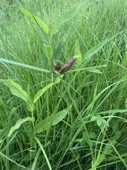 Bolboschoenus maritimus