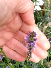 Medicago sativa