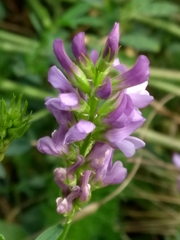 Medicago sativa