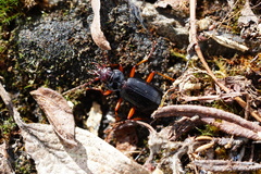 Nebria hellwigii