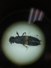 Platydracus fossator
