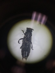 Platydracus fossator