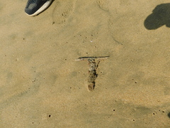 Malleus albus