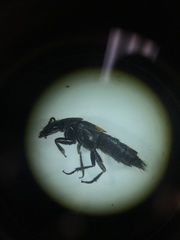 Platydracus fossator