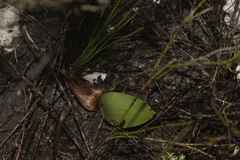 Eriospermum schlechteri