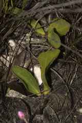 Mairia coriacea