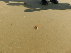 Paphia rotundata