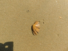 Paphia rotundata