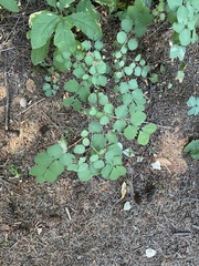 Symphoricarpos albus