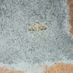 Sameodes