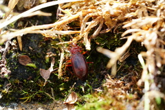Oreonebria castanea