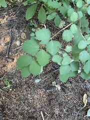 Symphoricarpos albus