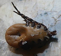 Hyalomma aegyptium