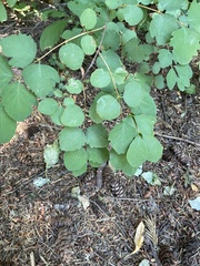 Symphoricarpos albus